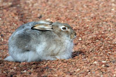 City Jackrabbit