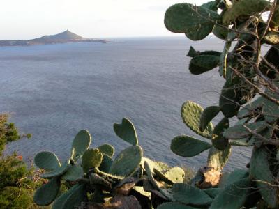 Prickly Pear and the Sardinian coast
