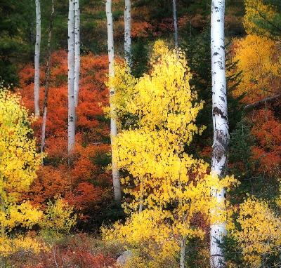 Cottonwood Canyon #2, 2003