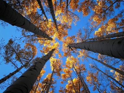 Aspen Study #6