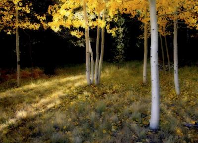 Aspen Study #3