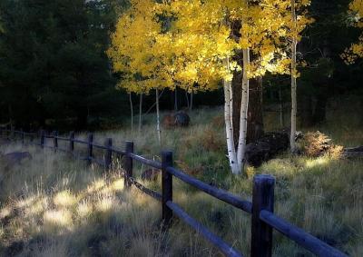 Aspen and Wood Fence