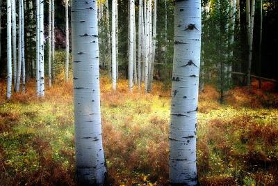 Aspen Study #1