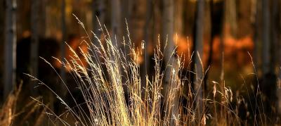Tall Grass and Aspens