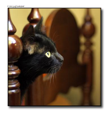 Cat peers out between chairs copy 2.jpg