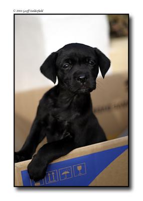 puppy in box copy.jpg