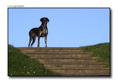 Dog at top of steps copy.jpg