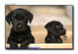 puppies in box copy.jpg