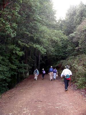 Hiking into the redwoods
