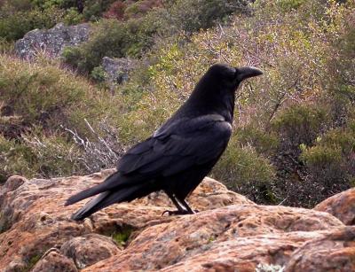 A couple of ravens joined us for lunch