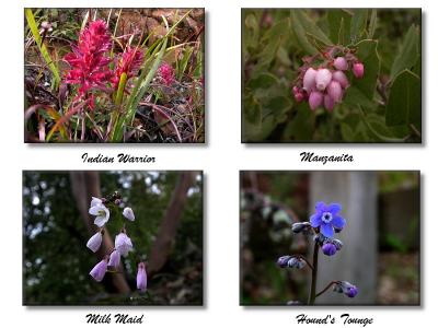 Some Wildflowers blossoming on Mt. Tam