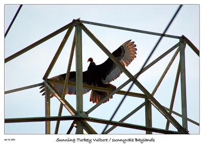 Sunning Turkey Vulture