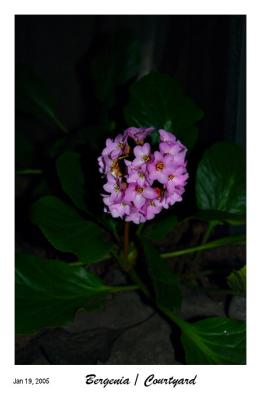 Another Bergenia blossom