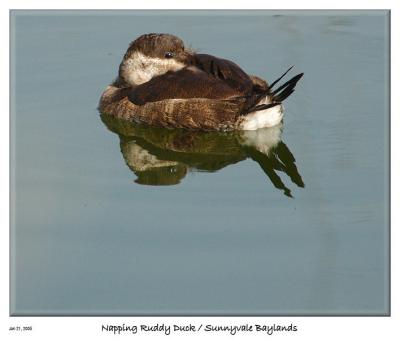 Napping Ruddy duck at the Sunnyvale Baylands