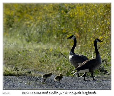 Canada Geese and Goslings at the Sunnyvale Baylands