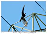 Sunning Turkey Vulture