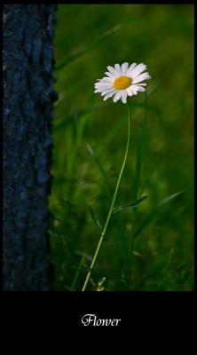 SunFlower / Fleur ( Marguerite )