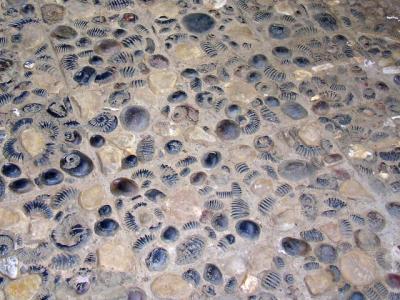 Fossil Paved Floor in Santo Ecce Homo Monastery