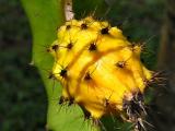Pitahaya. Exotic native fruit.