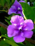 Flowers of Villeta