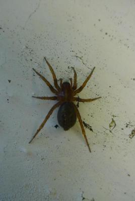 the spider