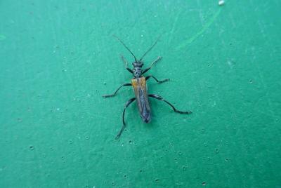 psycho bug
