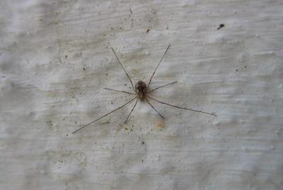 long legs