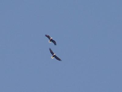Pair of Bald Eagles