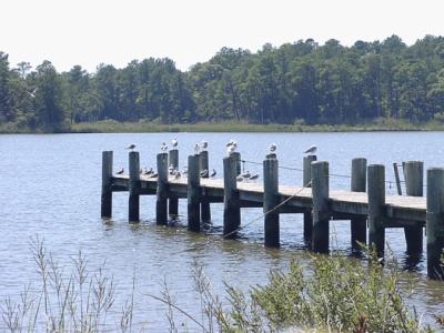 Gulls at the dock