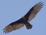 Turkey Vulture