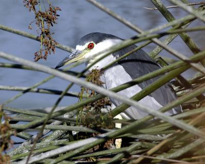 Black crowned night heron copy.jpg