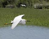 Egret.jpg