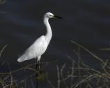 Snowy Egret