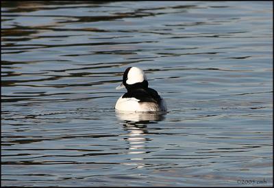 Bufflehead drake 1724.jpg