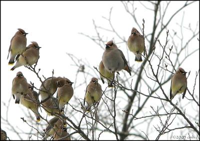 Cedar and Bohemian Waxwings 2084.jpg