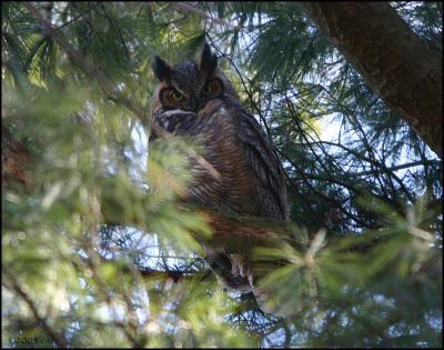 Great Horned Owl 1693.jpg