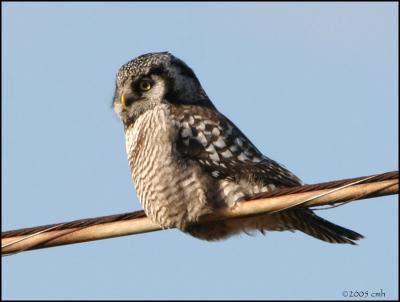Northern Hawk Owl 1763.jpg