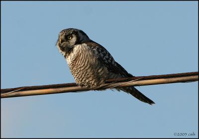 Northern Hawk Owl 1770.jpg