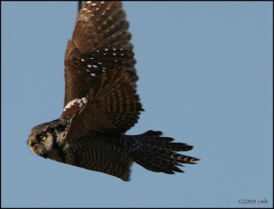 Northern Hawk Owl 1771.jpg