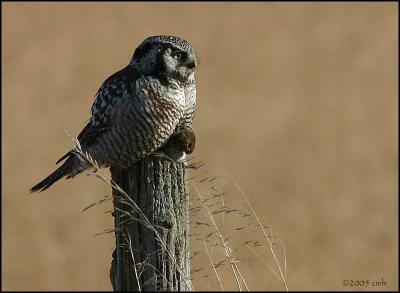 Northern Hawk Owl 1800.jpg