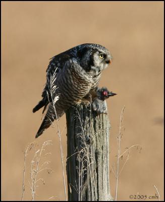 Northern Hawk Owl 1808.jpg