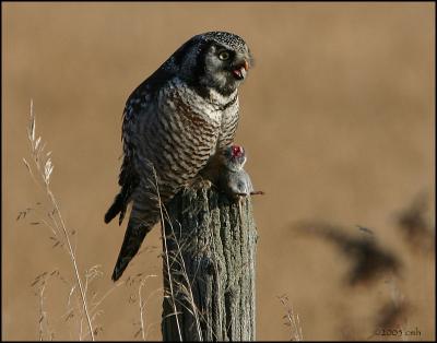 Northern Hawk Owl 1819.jpg