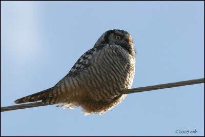 Northern Hawk Owl 1844.jpg