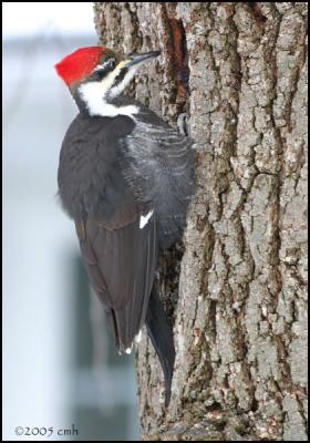 Pileated Woodpecker female 1989.jpg