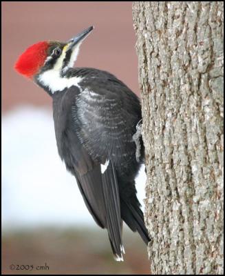 Pileated Woodpecker female 2023.jpg