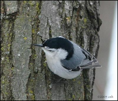 White-breasted Nuthatch 2034.jpg