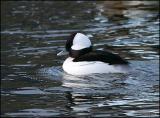 Bufflehead drake 1729.jpg
