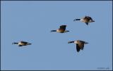 Canada Geese 1537.jpg