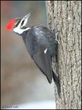 Pileated Woodpecker female 2014.jpg