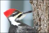 Pileated Woodpecker female profile 1995.jpg